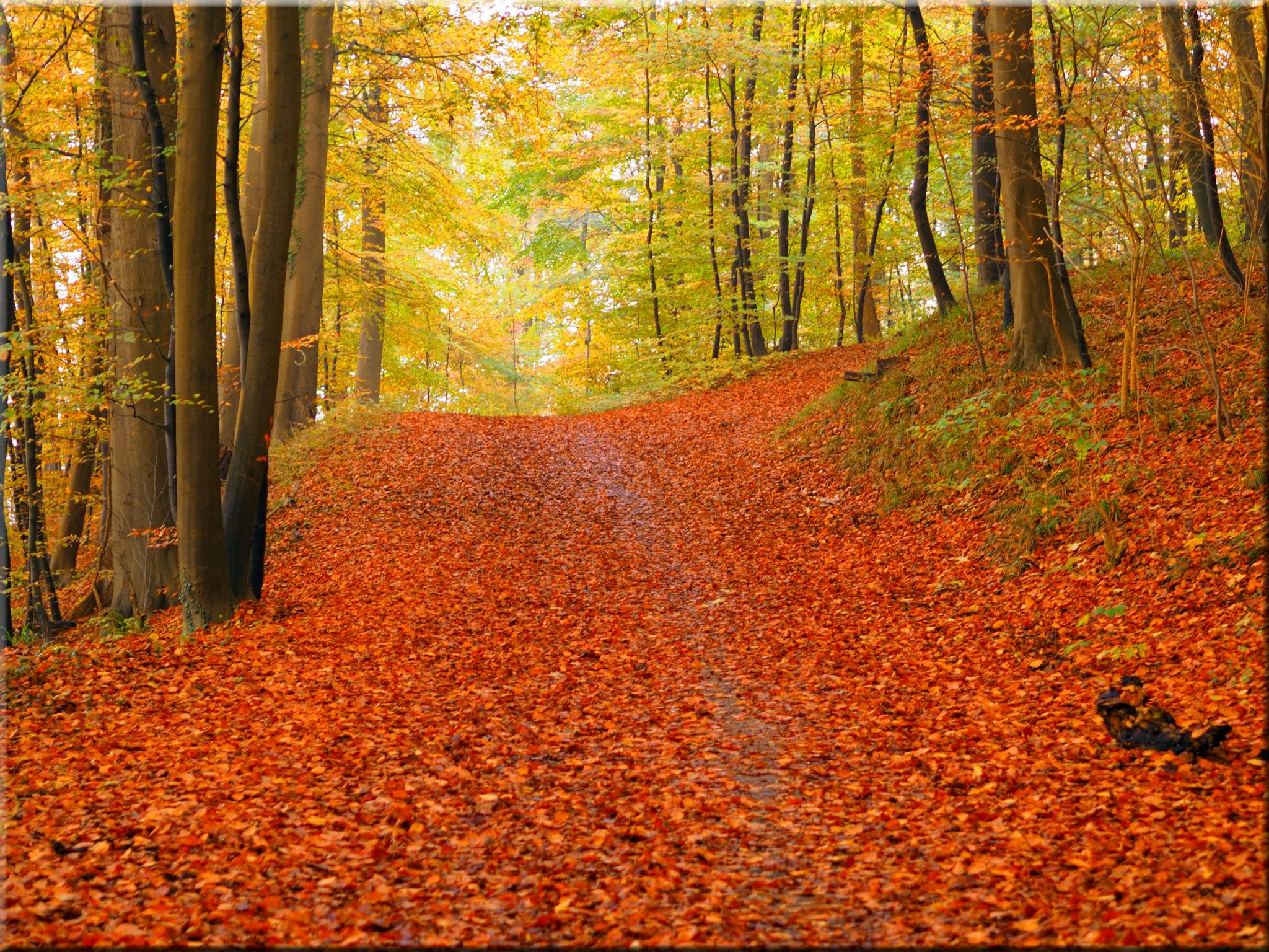 Surrounding area and Vienna Woods 6